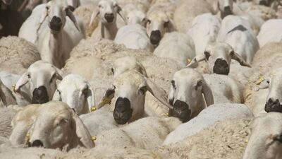 Diyanet'ten kurban hizmetleri tebliği