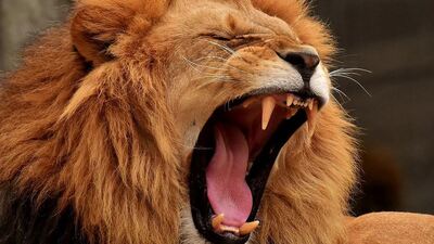 Türkiye'de yaşandı! Selfie için ailece aslan kafesine girdiler!