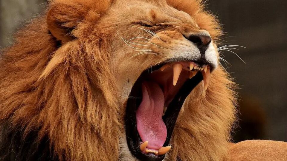 Türkiye'de yaşandı! Selfie için ailece aslan kafesine girdiler!