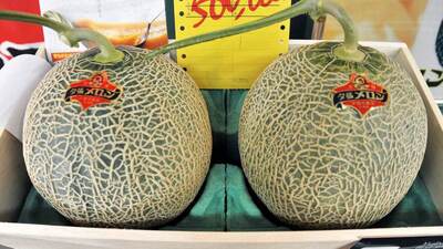 Sezonun ilk hasadı... 500 bin TL'ye satıldı