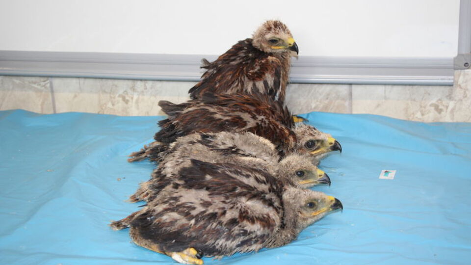 Tüyleri yoktu ve bakımsızdı... Sahip çıktılar!