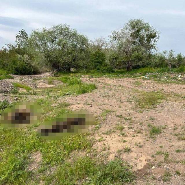Ağıla giren kurtlar, 21 koyunu öldürdü