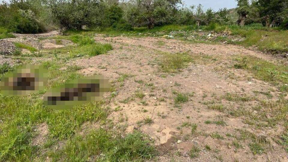 Ağıla giren kurtlar, 21 koyunu öldürdü