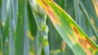 Kütahya'da arpa ve buğdayda hastalık görüldü