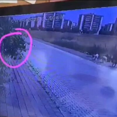 Dehşete düşüren canilik! Araçtan ateş açıp iki köpeği öldürdü