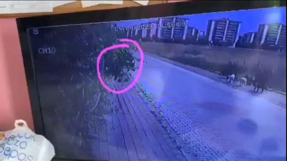 Dehşete düşüren canilik! Araçtan ateş açıp iki köpeği öldürdü