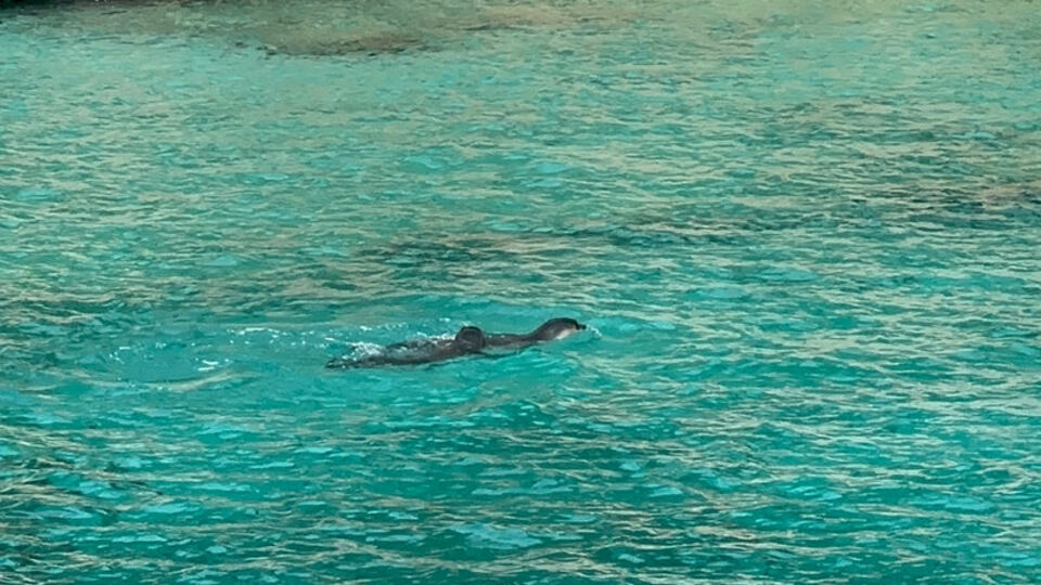 Akdeniz fokları için 'mağaralara girmeyin' uyarısı