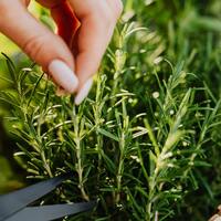 Biberiye nasıl çoğaltılır?