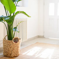 Cennet kuşu nasıl çoğaltılır?