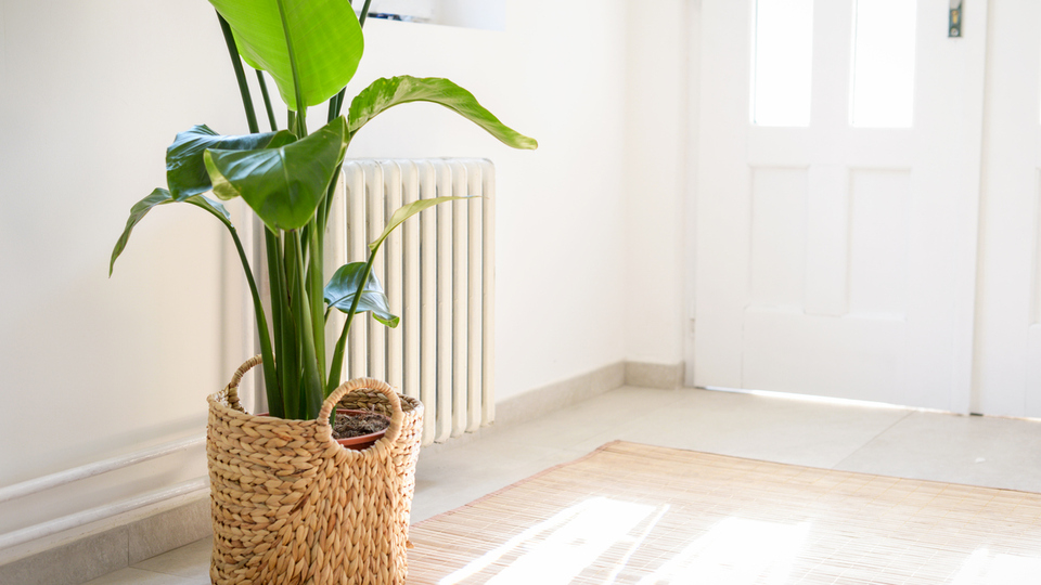 Cennet kuşu nasıl çoğaltılır?