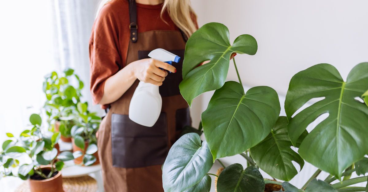 philodendron long leaves Philodendron melinonii – Large, Glossy Self-Heading Aroid main image 0