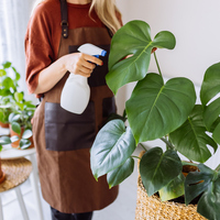 Devetabanı nasıl çoğaltılır?