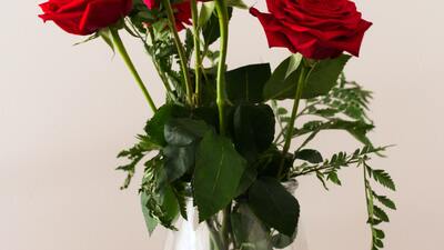 Gül nasıl çoğaltılır?