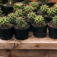 Kaktüs nasıl çoğaltılır?