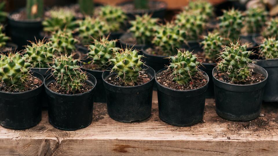 Kaktüs nasıl çoğaltılır?