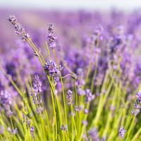 Lavanta nasıl çoğaltılır?