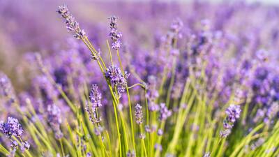 Lavanta nasıl çoğaltılır?