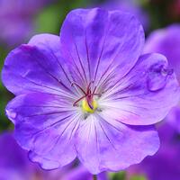 Menekşe nasıl çoğaltılır?