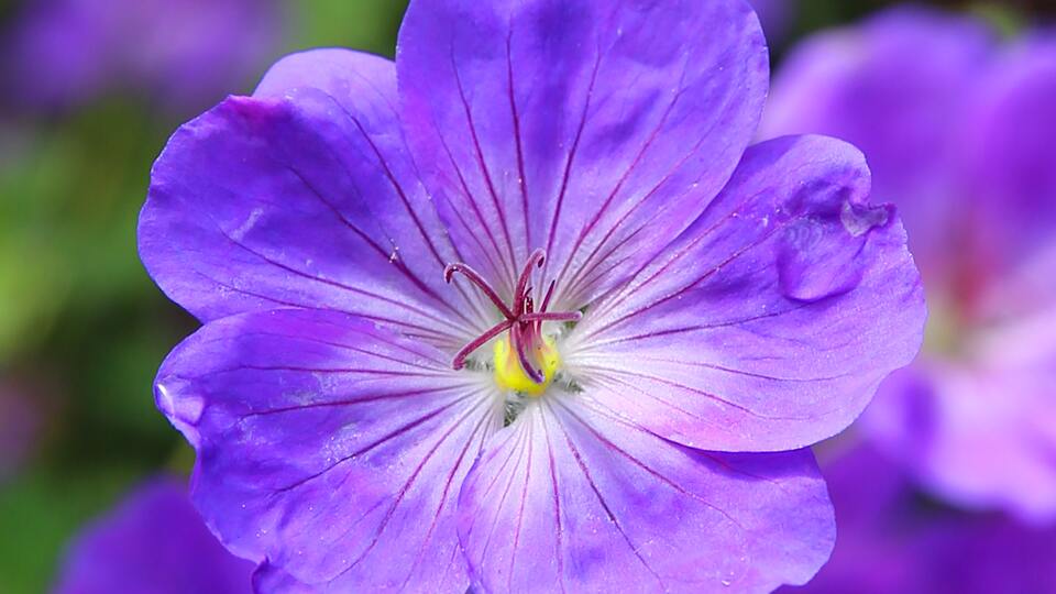 Menekşe nasıl çoğaltılır?