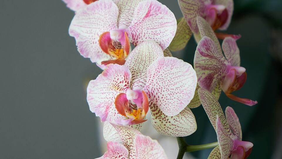 Orkide nasıl çoğaltılır?