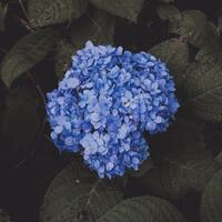 Ortanca nasıl çoğaltılır?