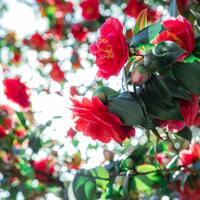 Açelya nasıl çoğaltılır?