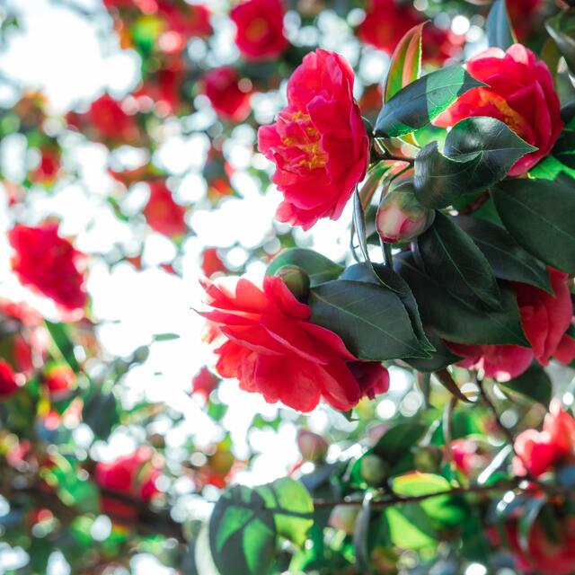 Açelya nasıl çoğaltılır?