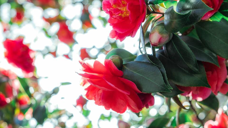 Açelya nasıl çoğaltılır?