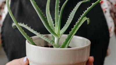Aloe vera nasıl çoğaltılır?