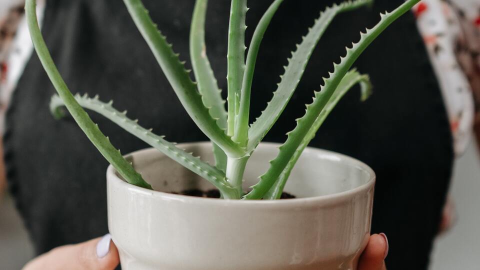 Aloe vera nasıl çoğaltılır?