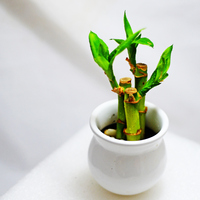 Bambu nasıl çoğaltılır?