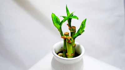 Bambu nasıl çoğaltılır?