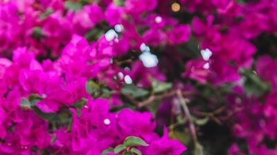 Begonvil nasıl çoğaltılır?