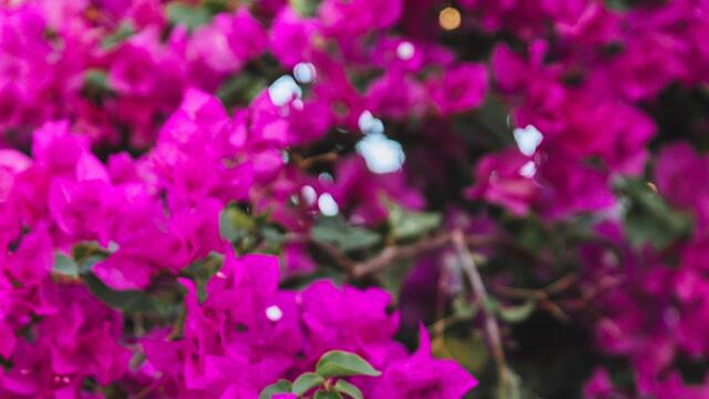 Begonvil nasıl çoğaltılır?