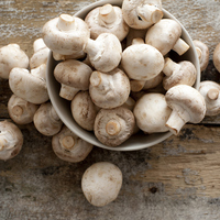 Kültür mantarı bozulur mu, nasıl saklanmalı?