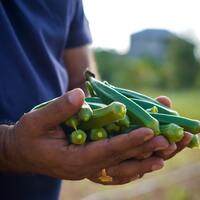 Bamya nasıl saklanır?