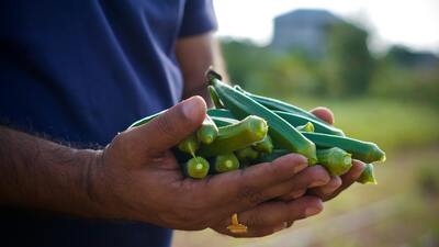 Bamya nasıl saklanır?