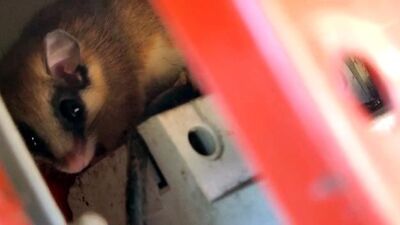 7 ay kış uykusunda... Elektrik panosunda görüntülendi