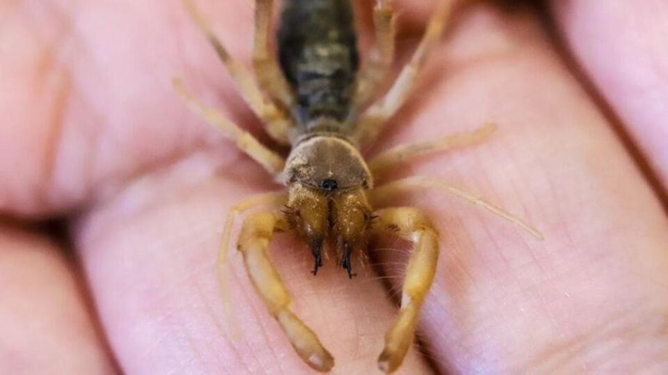 Hakkari'de yeni bir böğü böceği türü keşfedildi