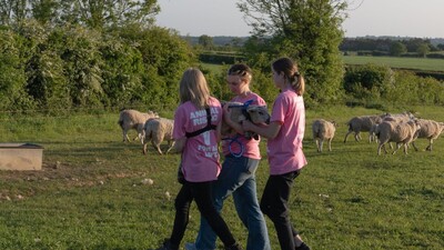 Aktivistler, Kral Charles'ın 3 kuzusunu çaldı