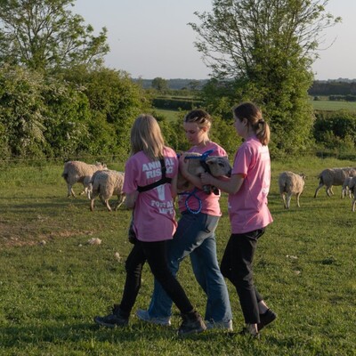 Aktivistler, Kral Charles'ın 3 kuzusunu çaldı