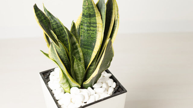 Evlerde bulunuyor ama bu özelliği pek bilinmiyor!