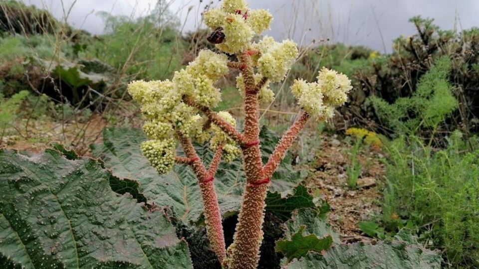Halk arasında 'eşgin' olarak biliniyor... Demeti 30 lira