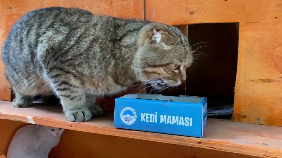 Melikgazi parklarına kedi evleri kondu