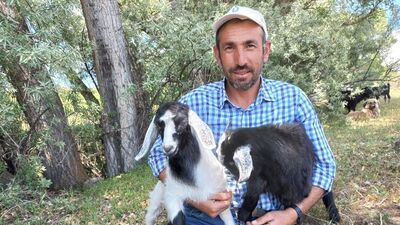 Bu keçi sahibinin komutuyla hareket ediyor