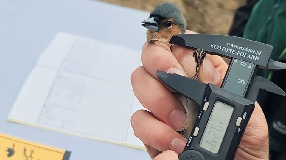 Kuş halkalama istasyonu kuruldu