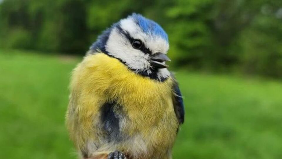 Ormanya'da kuş halkalama istasyonu kuruldu
