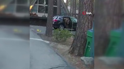 Arabada mahsur kalan ayı çamaşır ipiyle kurtarıldı