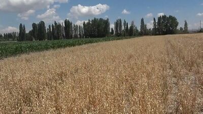 Niğde'de buğdayı kuraklığın ardından aşırı yağış vurdu