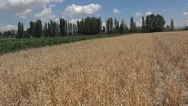 Niğde'de buğdayı kuraklığın ardından aşırı yağış vurdu